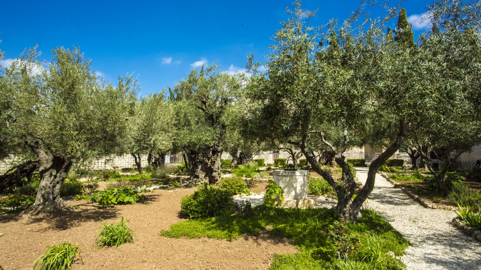 Monte de los olivos jerusalén