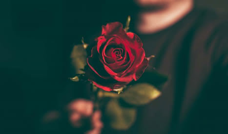 Valentine's Rose Generic